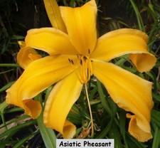 Hemerocallis Daylily  Asiatic