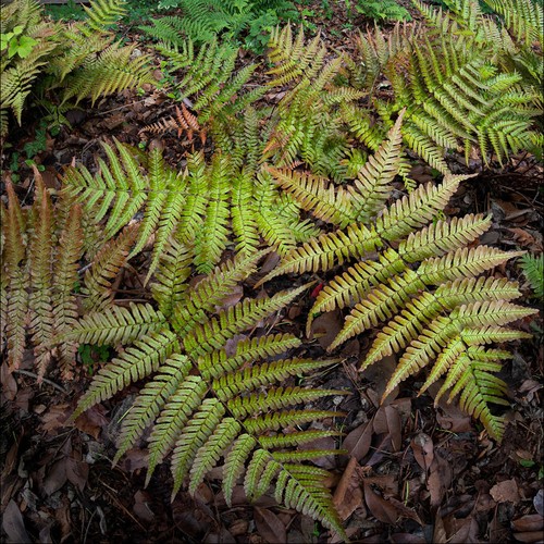 Evergreen fern prolific - evergreen,