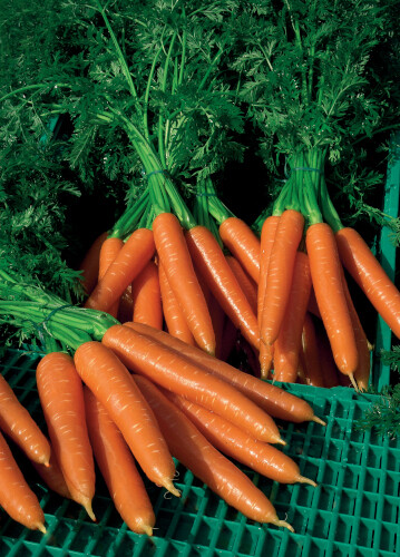 Mixed pack carrot plug plants - pack,