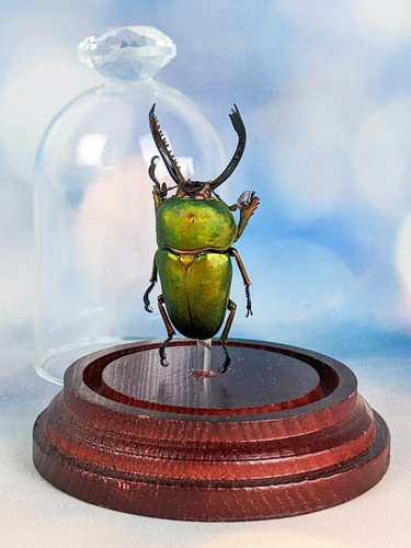 Arfak stag beetle glass - arfak,