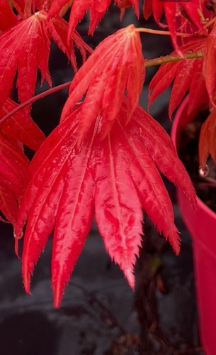 Acer shira moonrise - acer,