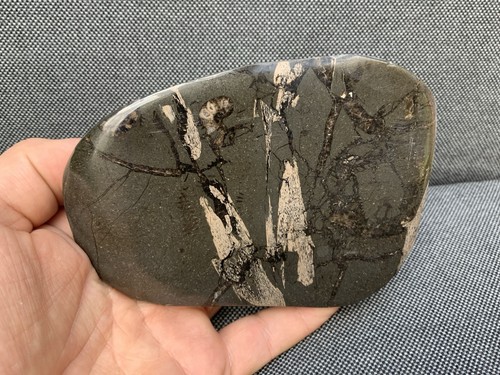 Rare fossil fish bone - fossil,