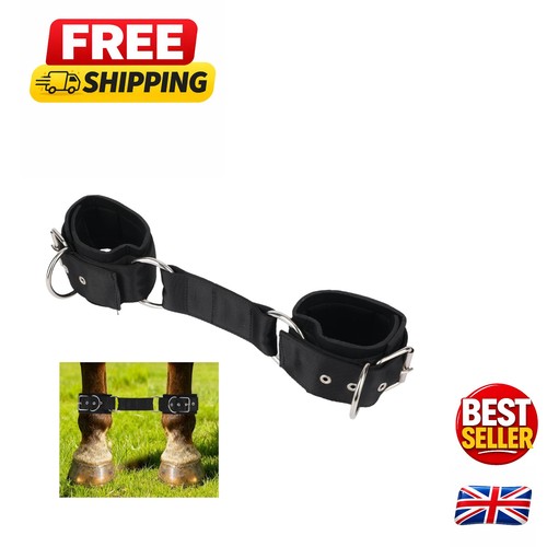 Essential horse training - horse,
