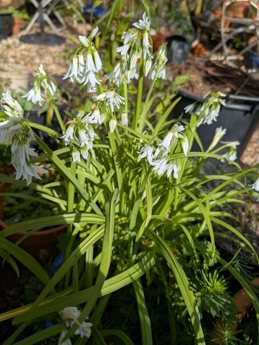 Allium triquetrum - allium,