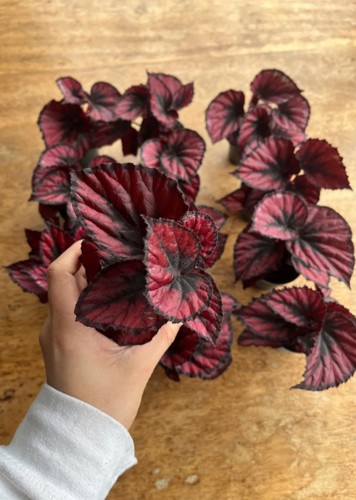 Begonia magic colours red - colours,