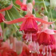 6  Trailing Fuchsia Dancing
