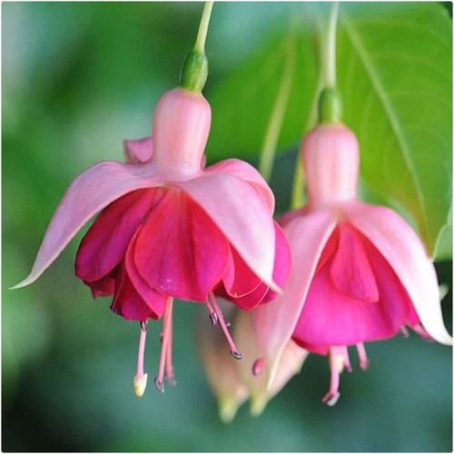 Fuchsia garden news - fuchsia, news'