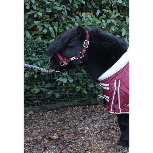 Ruggles head collar for - head,