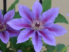 Clematis 'Ines'