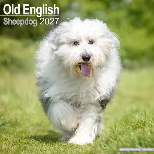 Old english sheepdog calendar - english,