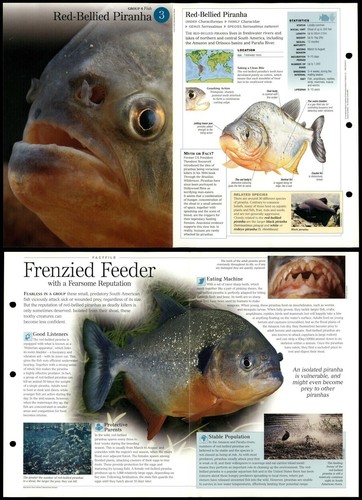 Red bellied piranha - red-bellied,