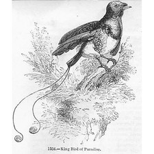 BIRDS King Bird of Paradise #1