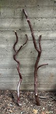 Two Large Manzanita Branches
