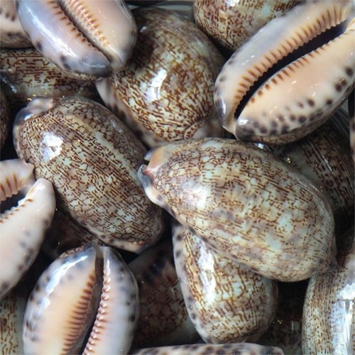 Arabian cowrie shell - cowrie, |