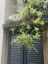 Baby Spider Plants x 3 - Grown