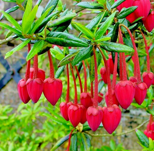 Crinodendron hookerianum chile - crinodendron,