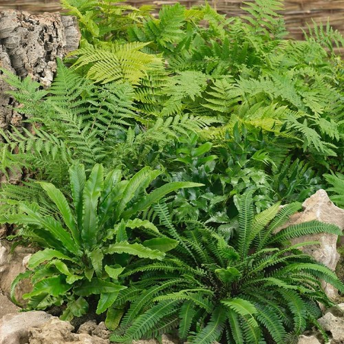 Fern plant mix - x, in