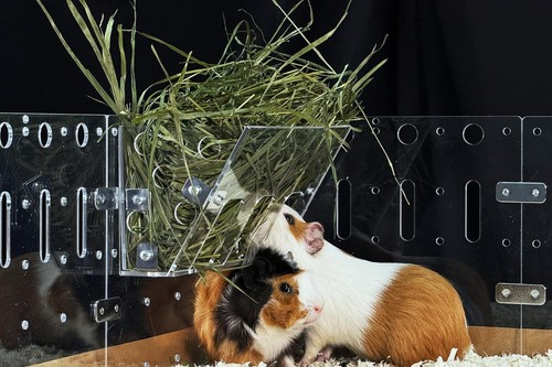 Ultimate hay feeder for - hay,