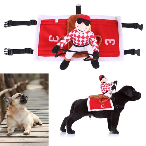 Pet dog show - dog, jockey