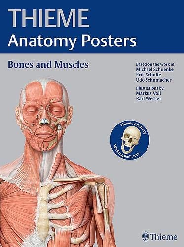 Thieme anatomy posters bones - posters,