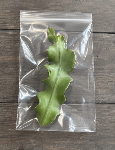 Epiphyllum guatemalense curly - epiphyllum,