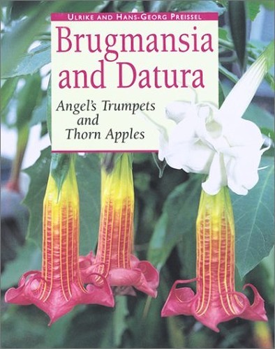 Brugmansia and datura angel - brugmansia, angel's