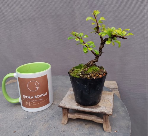 Chojubai dwarf quince - dwarf, outdoor