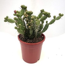 1 x Pad unrooted cuttings