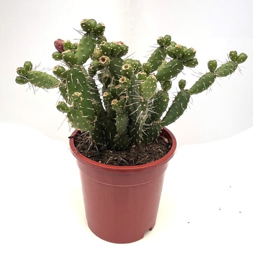 Pad unrooted cuttings - 1, x