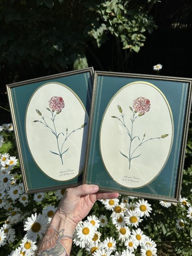 Vintage carnation botanical - vintage,