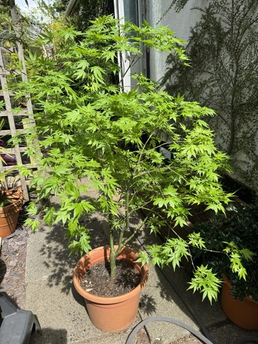 Acer palmatum going green - acer,