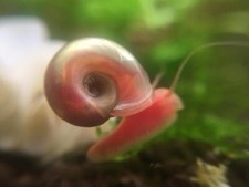 10 Live Bubblegum Pink Ramshorn Snails for Freshwater Aquarium/Pond/Clean-Up