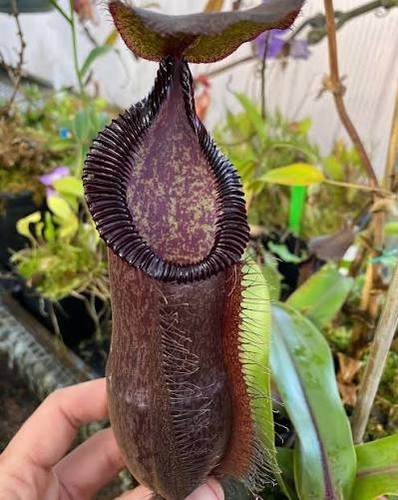 Nepenthes densiflora hamata - nepenthes,