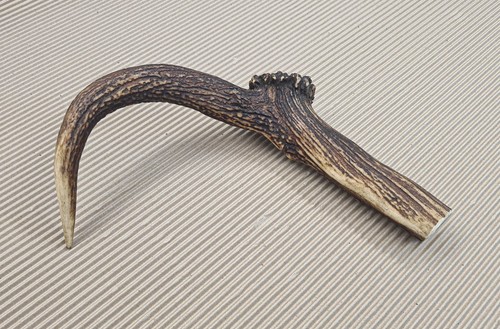Beautiful deer antler horn - beautiful,