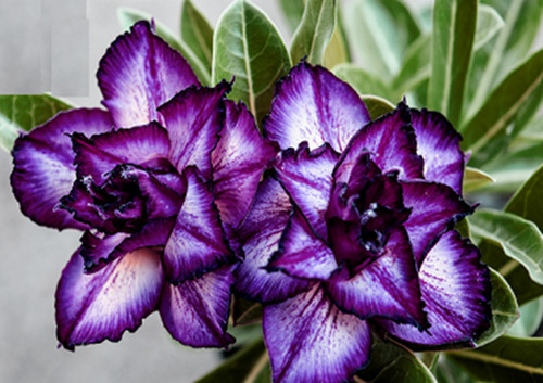 100 purple adenium obesum - 100,