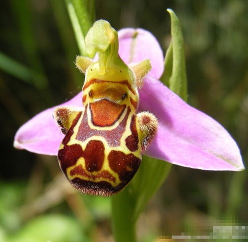 The rare ophrys apifera - the,