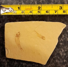 estimated 100-120 million yrs old fish fossil set in stone