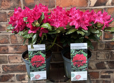 Large rhododendron nova - large,