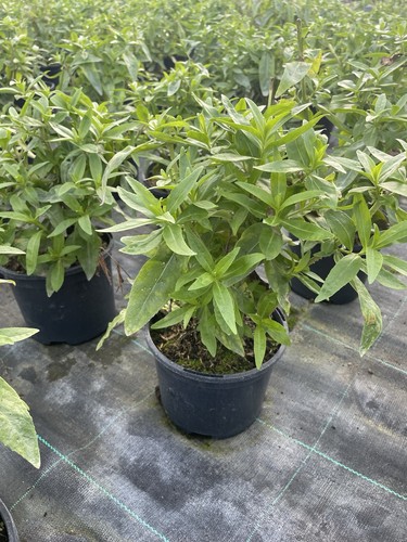 Penstemon picotee red 2l - red,