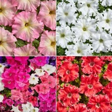 Petunia Seeds - Huge Selection of Varieties