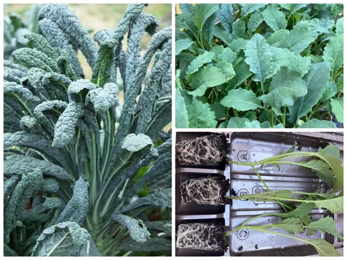 Cavolo nero kale vegetable - nero,