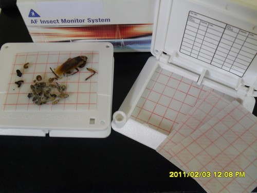 Insect bug trap - insect, catcher