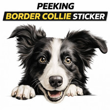 FUNNY PEEKING BORDER COLLIE