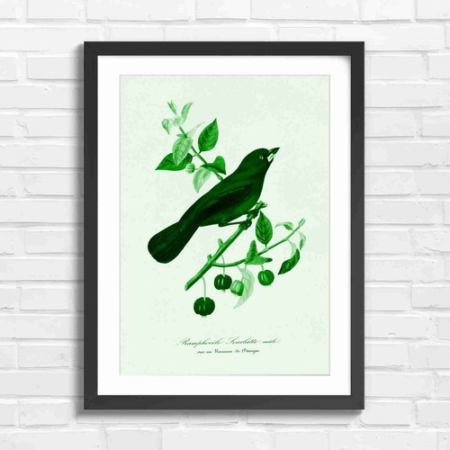 Vintage red bird botanical - vintage,