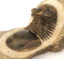 Fossil Trilobite Paralejurus