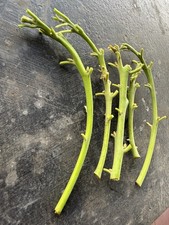 Lamb Hass Avocado 5x cuttings