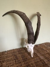 Feral wild goat skull with