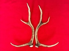 PAIR OF RED DEER ANTLERS,  393g. aprox.37/38,5cm.