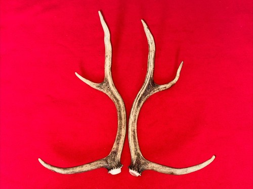 Pair red deer antlers - of,