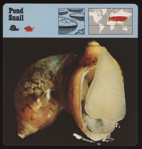 Pond snail safari cards - ,